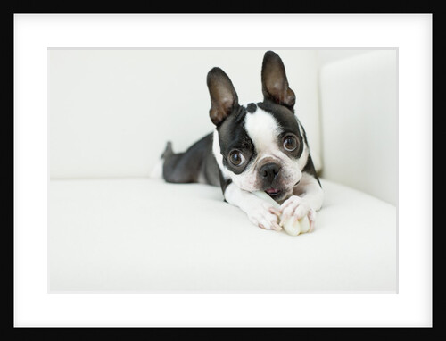 Dog on couch by Anonymous