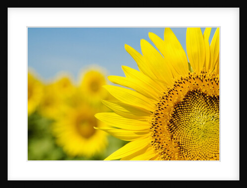 Sunflowers by Anonymous