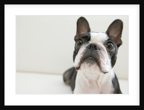 Dog, close-up by Anonymous