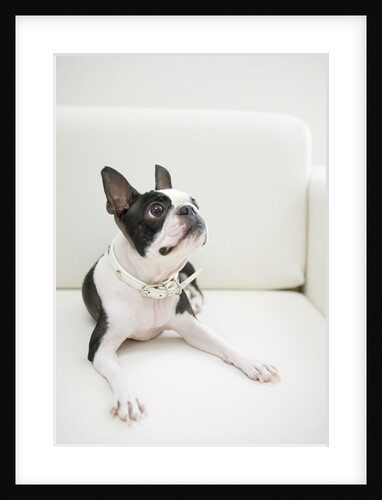 Dog on couch by Anonymous