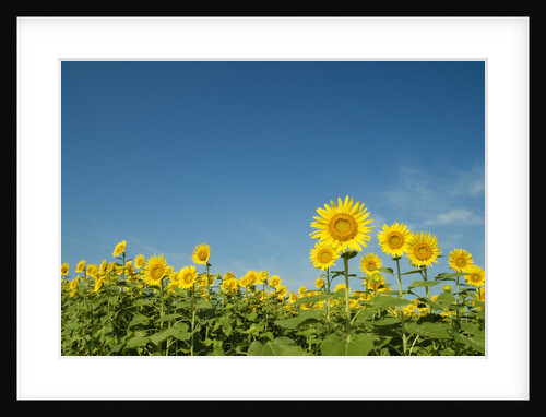 Sunflowers by Anonymous