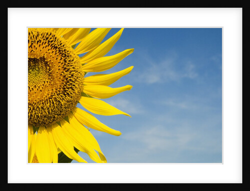 Sunflower by Anonymous