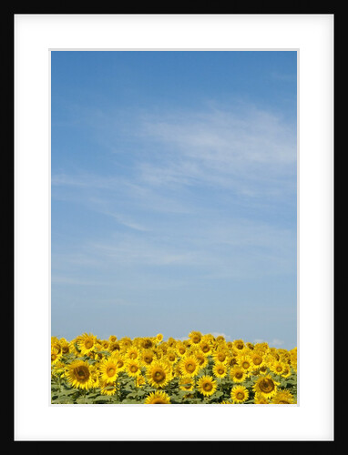 Sunflowers by Anonymous