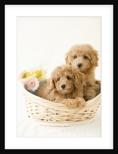 Dogs in basket by Anonymous