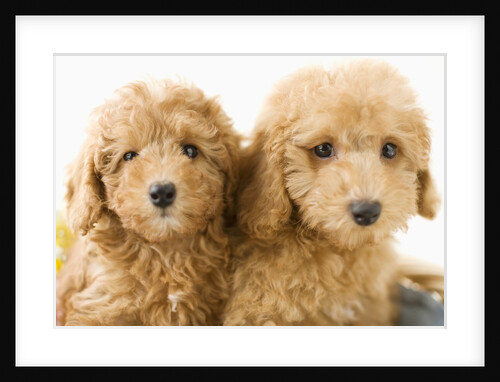 Dogs in basket by Anonymous