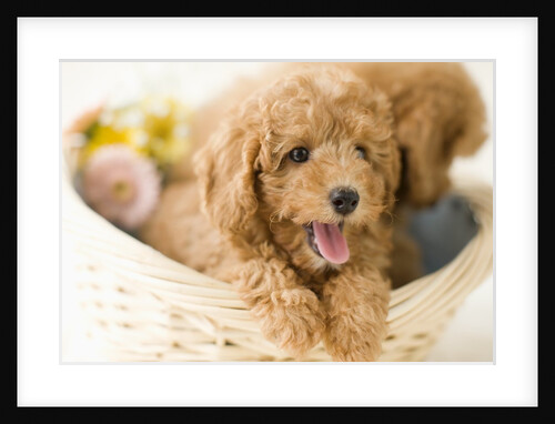 Dogs in basket by Anonymous