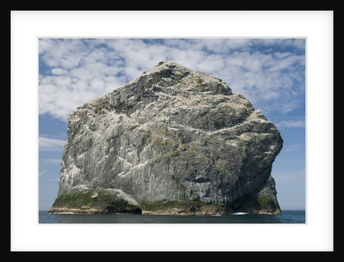 Northern gannet nesting colony atop Stac Lee by Anonymous