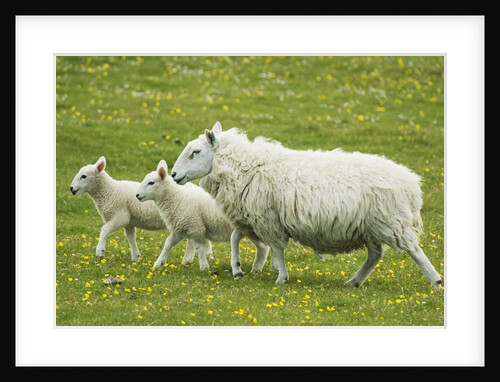 Ewe and lambs by Anonymous