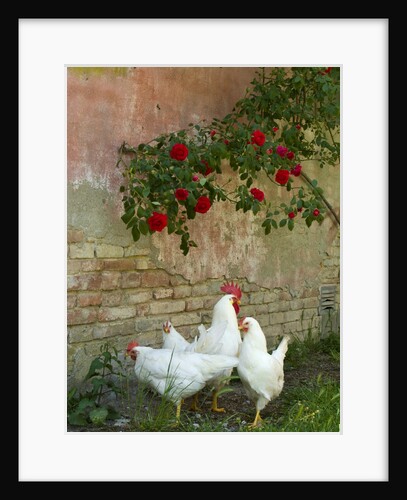White chickens beneath roses by Anonymous
