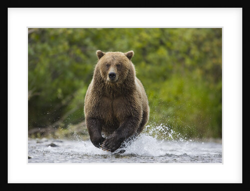 Brown bear running to catch salmon in a river by Anonymous