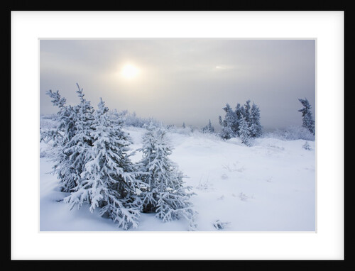 Snow covered spruce trees near arctic circle in late fall by Anonymous