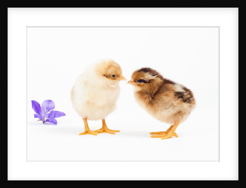Day-old chicks by Anonymous