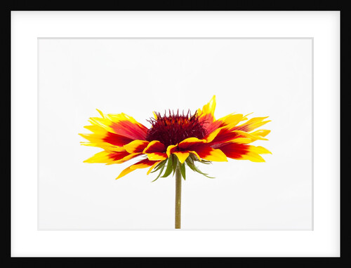 Blanketflower by Anonymous