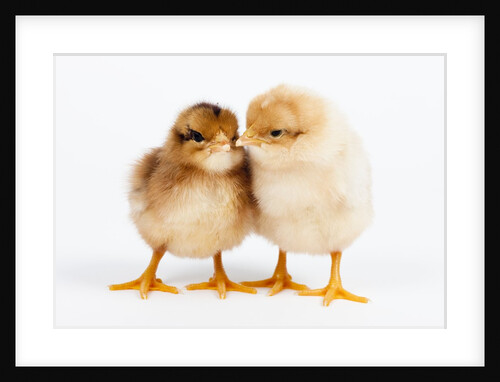 Day-old chicks by Anonymous