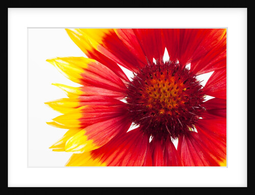 Blanketflower by Anonymous