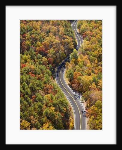 Road through Autumn forest by Anonymous