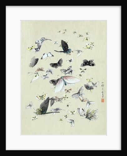 Drawing of butterflies and moths attributed to Settso by Anonymous
