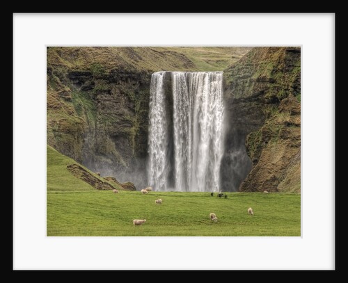 Skogafoss with grazing sheep by Anonymous