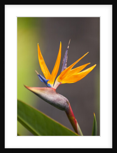 Bird-of-paradise flower on Maui by Anonymous