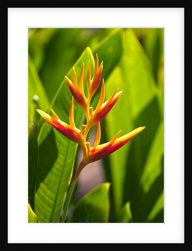 Heliconia Nickeriensis flower on Maui by Anonymous
