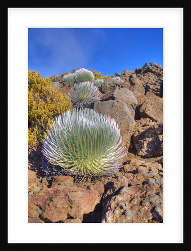 Silversword plants Haleakala Crater by Anonymous