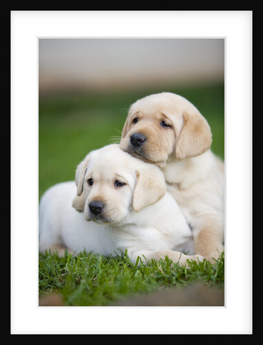 Yellow labrador retriever puppies by Anonymous