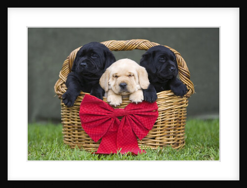 Black and yellow labrador retriever puppies in basket with red bow by Anonymous