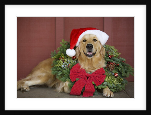 Golden Retriever wearing Christmas wreath and Santa hat by Anonymous