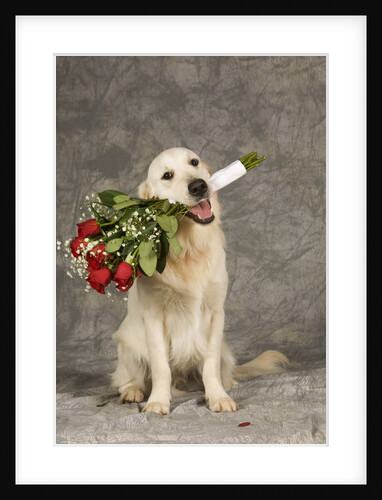 Golden Retriever holding bouquet of roses by Anonymous