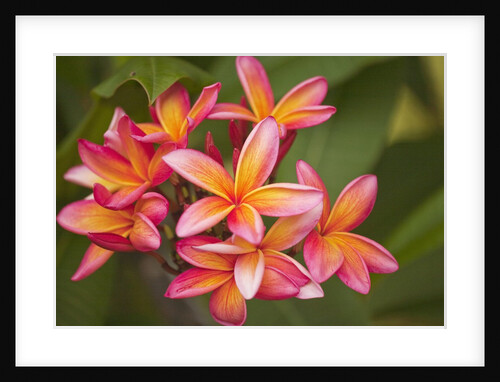 Frangipani blossoms on Maui by Anonymous