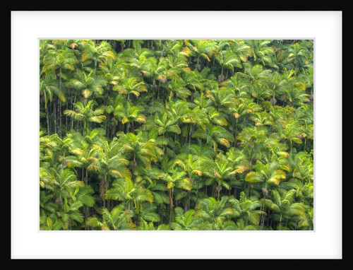 Rainforest near Nanue Falls on Hawaii Island by Anonymous