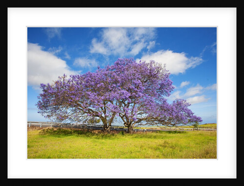 Jacaranda trees in bloom in the up-country on Maui by Anonymous