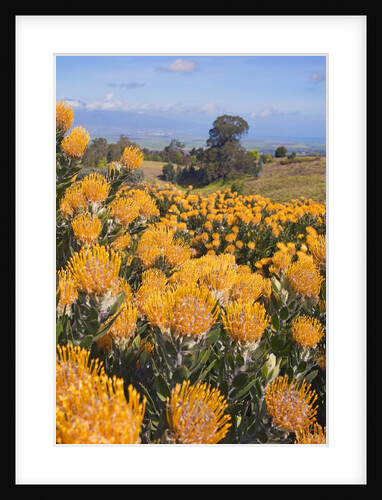 Pincushion protea flower in the up-country on Maui by Anonymous