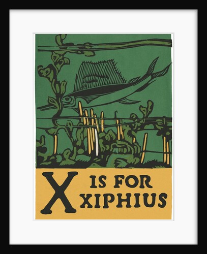 X is for xiphius by Anonymous