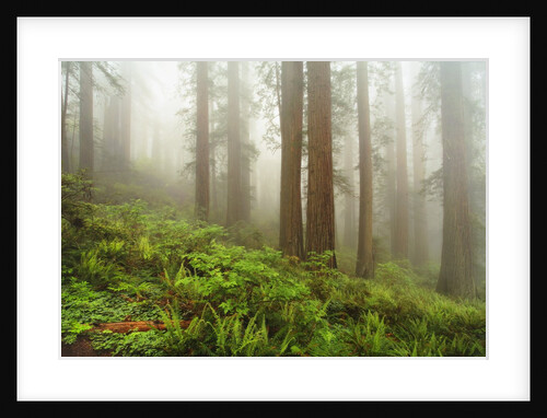 Forest along Damnation Creek Trail by Anonymous