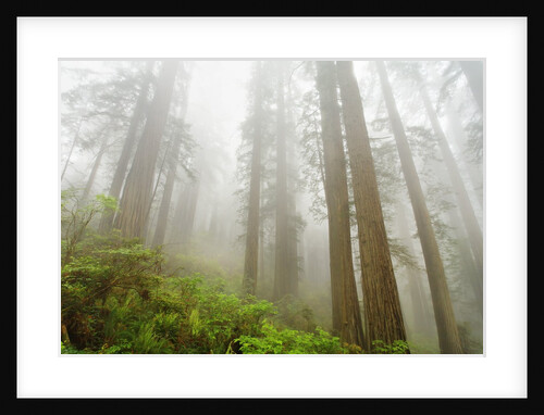 Forest along Damnation Creek Trail by Anonymous