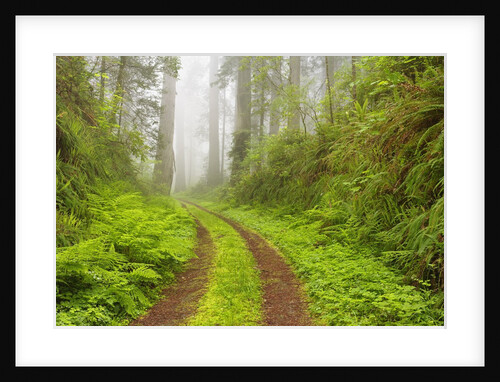 Old forest road running through towering redwood trees by Anonymous