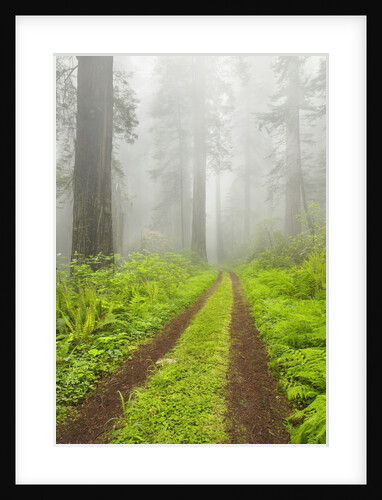 Old forest road running through towering redwood trees by Anonymous