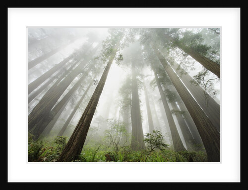 Redwood trees near Damnation Creek Trail by Anonymous