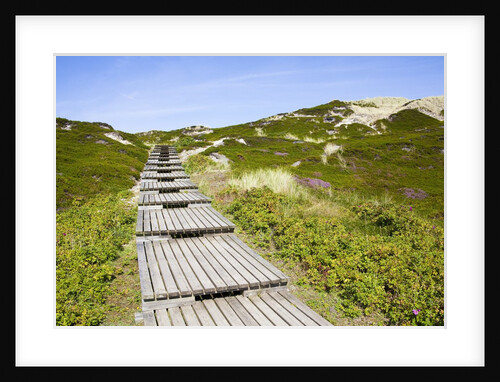 Wooden walkway through vegetation covered sand dunes by Anonymous