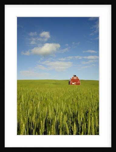 Red barn in field of green wheat by Anonymous