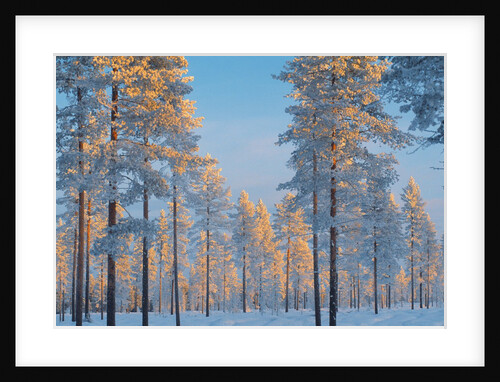 Snow-covered forest by Anonymous