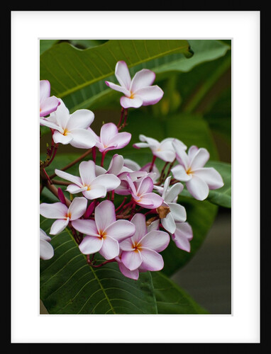 Pink frangipani in bloom by Anonymous