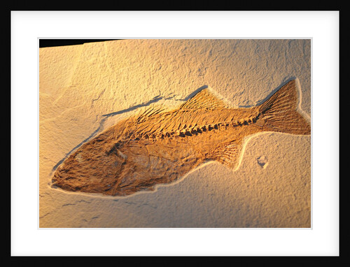 Fish fossil by Anonymous