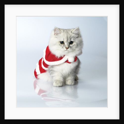 Studio shot of cat by Anonymous