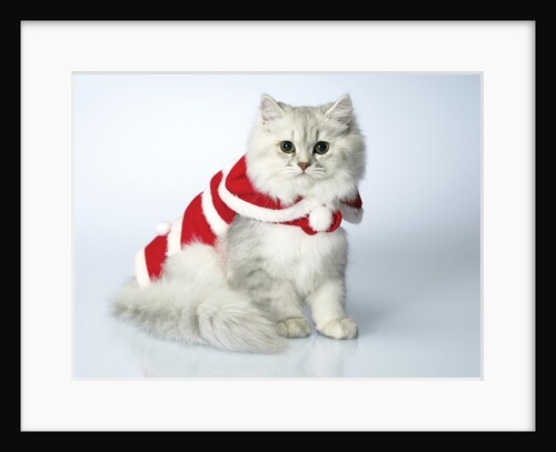 Studio shot of cat in christmas outfit by Anonymous