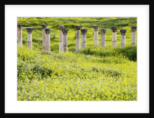 Roman columns rising above field of wildflowers by Anonymous
