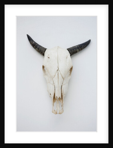 Close-up of a cow skull mounted on the wall by Anonymous