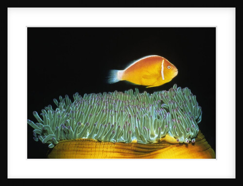 Pink Anemonefish hovers over Magnificent Sea Anemone by Anonymous