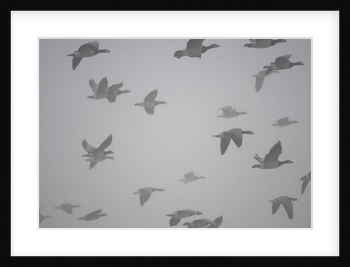 Flock of barnacle geese flying through heavy fog by Anonymous